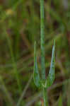 Largeleaf rose gentian